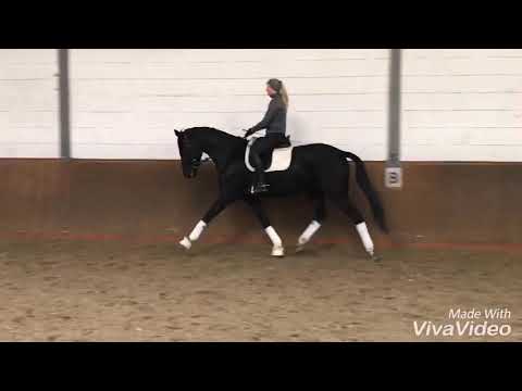 For Sale, Sezuan x His Highness