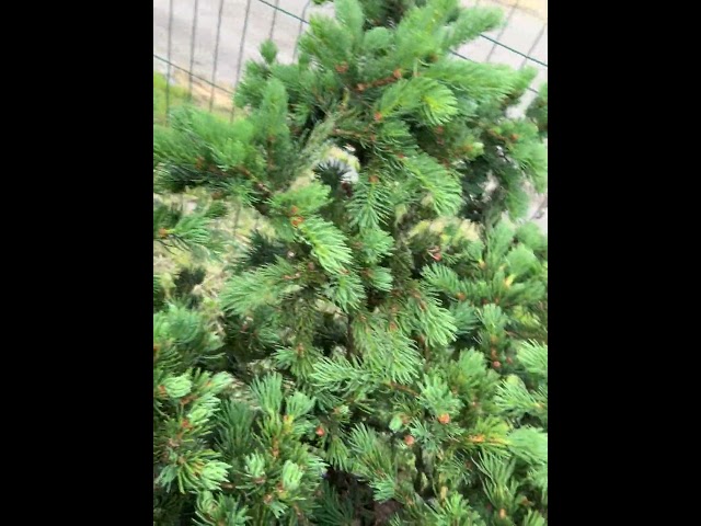 Ель колючая Lucky Strike (Лаки Страйк)