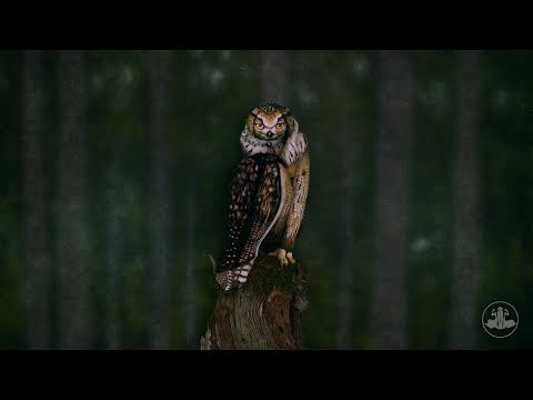 🦉Owl - Bodypainting Illusion by Johannes Stötter