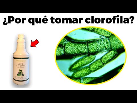 7 reasons to take chlorophyll and what dangers it could have