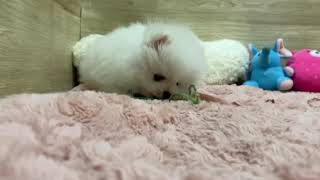ポメラニアンの動画01