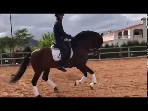 SUPER BAY DRESSAGE PRE doing Flying Changes