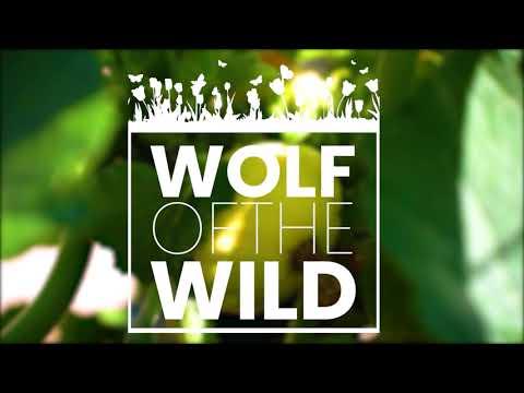 Welcome To Wolf Of The Wild!