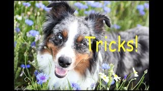 Loke, Lp1 Kalote's Spark, Australian shepherd, doing some tricks again. Clicker training