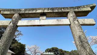 【下関市】　豊功神社の桜