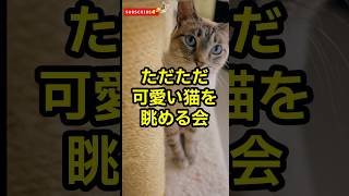 ただただ可愛い猫を眺める会 #猫 #ねこ #cat #雑学 #豆知識 #かわいい #可愛い #猫好き #猫動画