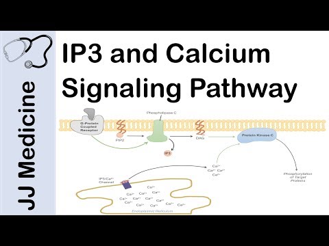 Inositol Triphosphate (IP3) and Calcium Signaling Pathway | Second Messenger System