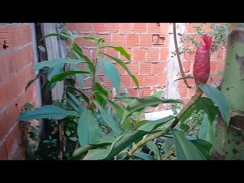 Planta medicinal part 02, itapitanga-Bahia 