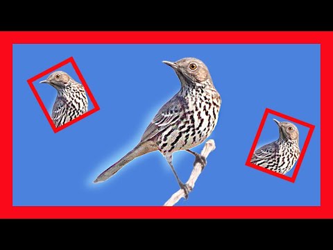 Drozdec palinový (Oreoscoptes montanus) — spev a hlas v prírode