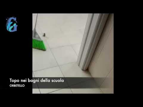 Topo nei bagni della scuola