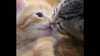 Niente a parte l'amore - Canta Salvatuero