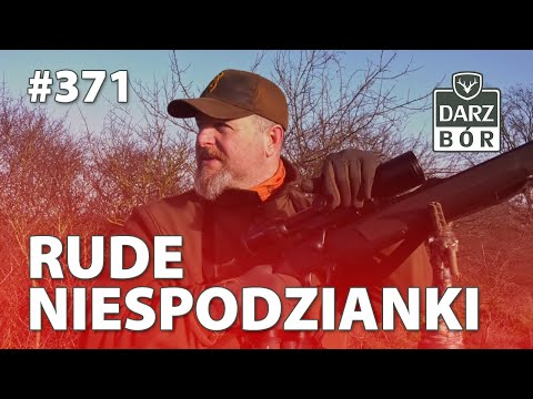 Darz Bór odc 371 - Rude niespodzianki