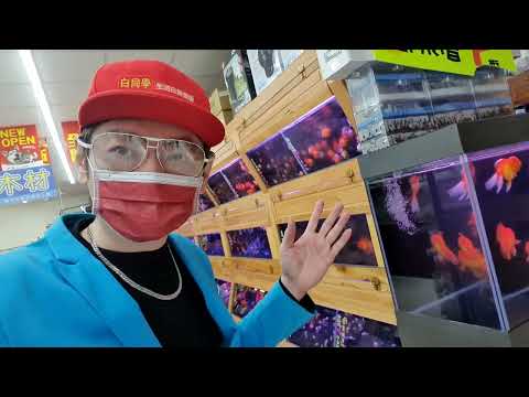 白錦鯉
