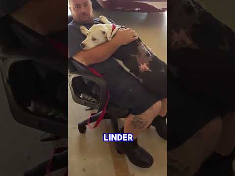 Street dogs - DAY 11