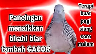 Download lagu Perkutut lokal PANCINGAN SUARA KEROT NGAYER cocok menaikkan EMOSI BIRAHI BUNYI mp3 Download lagu Perkutut lokal PANCINGAN SUARA KEROT NGAYER cocok menaikkan EMOSI BIRAHI BUNYI mp3