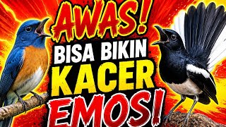 Download lagu 1 Jam Masteran Tledekan Gunung Gacor Full Isian Super Mewah‼️ mp3
