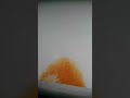 Yo Gabba Gabba Theme Season 4 Brazil Portuguese