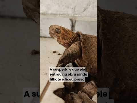 Em Itacajá, no Tocantins, uma reforma doméstica terminou em uma descoberta surpreendente.