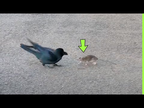 UNBELIEVABLE RAT ATTACKS CROW