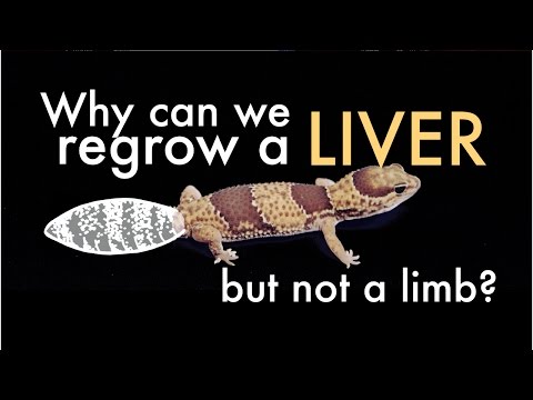 なぜ私たちは肝臓を再生することができますか（しかし、手足ではありません）？ (Why Can We Regrow A Liver (But Not A Limb)?)