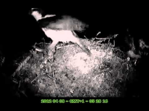 More early-morning mating on the LG osprey nest -  Courtesy of RSPB & Carnyx Wild