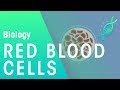 Red Blood Cells Physiology Biology FuseSchool