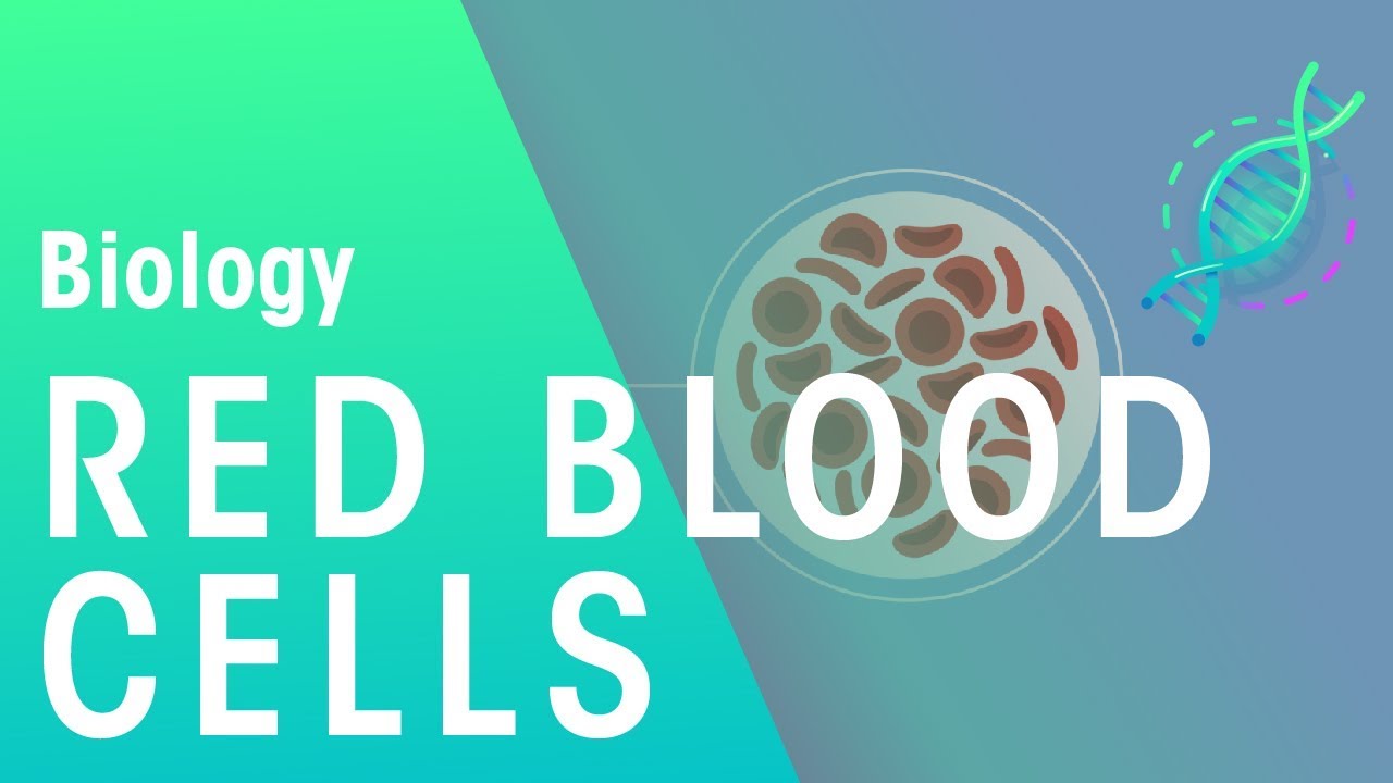 Red Blood Cells | Physiology | Biology | FuseSchool