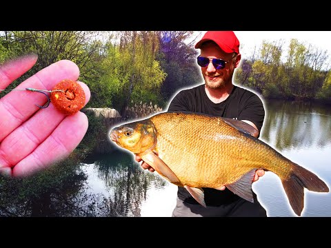 Der Fisch, den KEINER essen will - Das Brassen Experiment! (Catch&Cook)