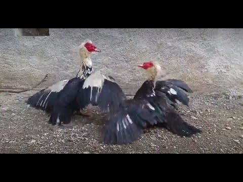 Ducks Fighting - Father Teaching Son a Lesson - Raising Muscovy Ducks