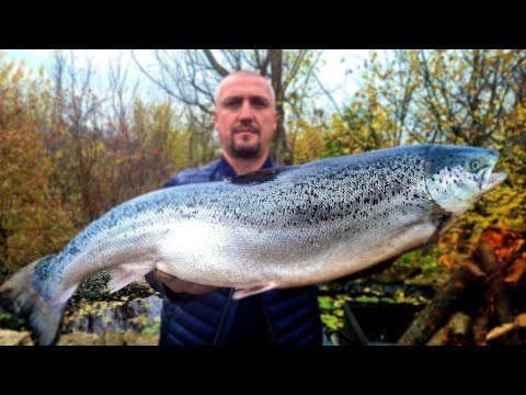 Лосось на мангале - Шашлык из рыбы