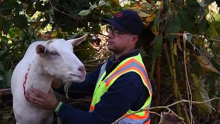 Allegheny GoatScape - Multimedia Workshop
