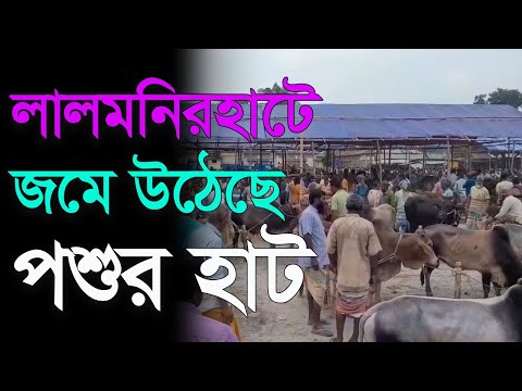 লালমনিরহাটে জমে উঠেছে পশুর হাট