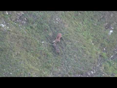 Brame cerfs 2019 Haute Savoie combat