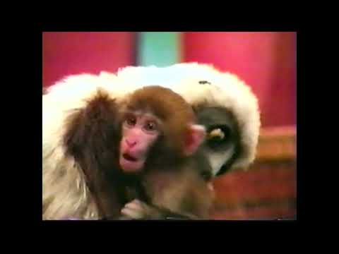 PBS Kids: Zoboomafoo Hugs for Teletubbies Bumper 2001