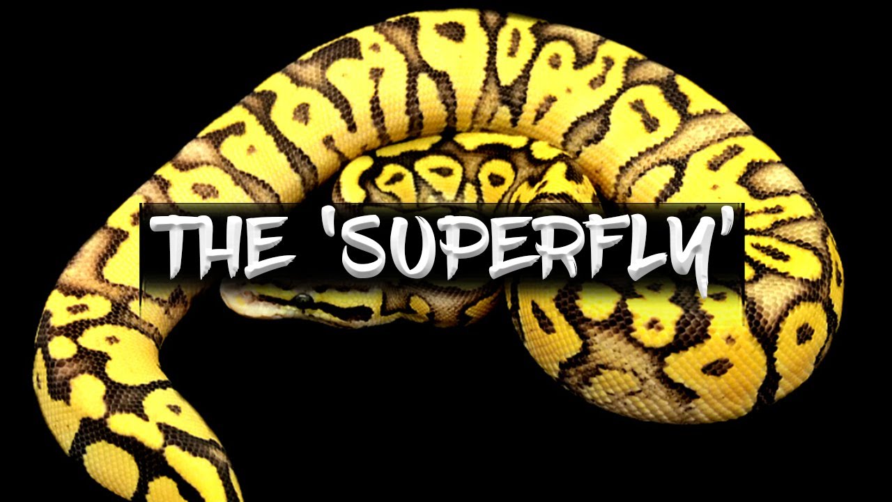 The 'Superfly' Ball Python