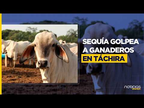 CRISIS GANADERA EN TÁCHIRA: Reducen a un solo ordeño por sequía y Fenómeno del Niño