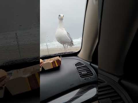 McSeagull. Fry snatchers.