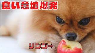 リンゴ丸かじり！リンゴ大好きぽぽちゃん驚愕の食い意地！