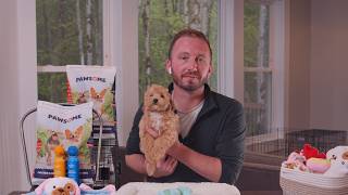 Why Maltipoo Puppies Fit So Well Into Everyday Life | Maltipoo Puppies for Sale in Ohio