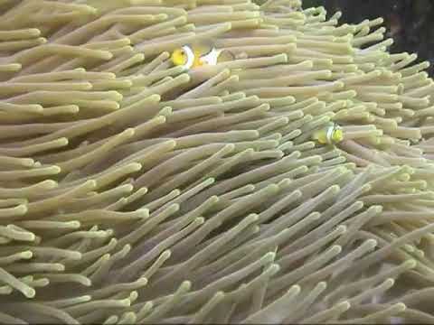 Diving North Sulawesi