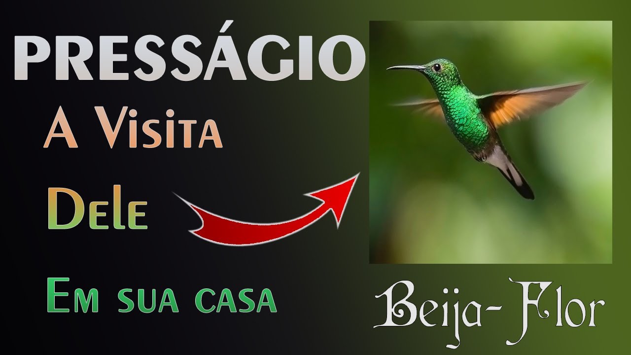 🏡 O Significado do Beija-Flor Visitar sua casa - A MELHOR EXPLICAÇÃO!