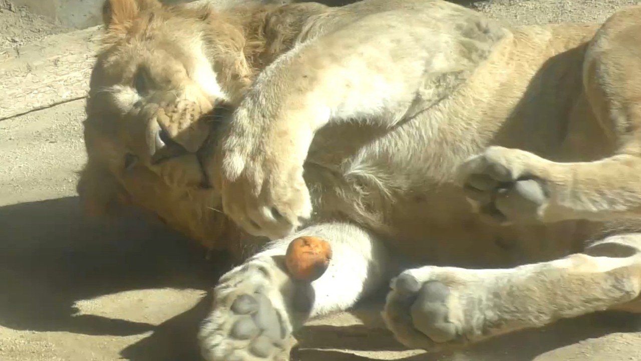 愛媛みかん？！でつくし君がハイテンション♪とべ動物園にて