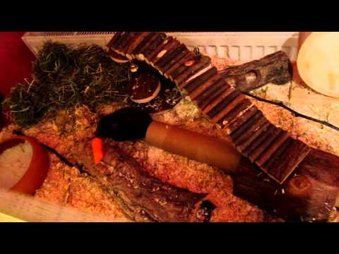 Mein Hamster räumt auf ;D