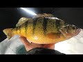 How to clean and skin a perch