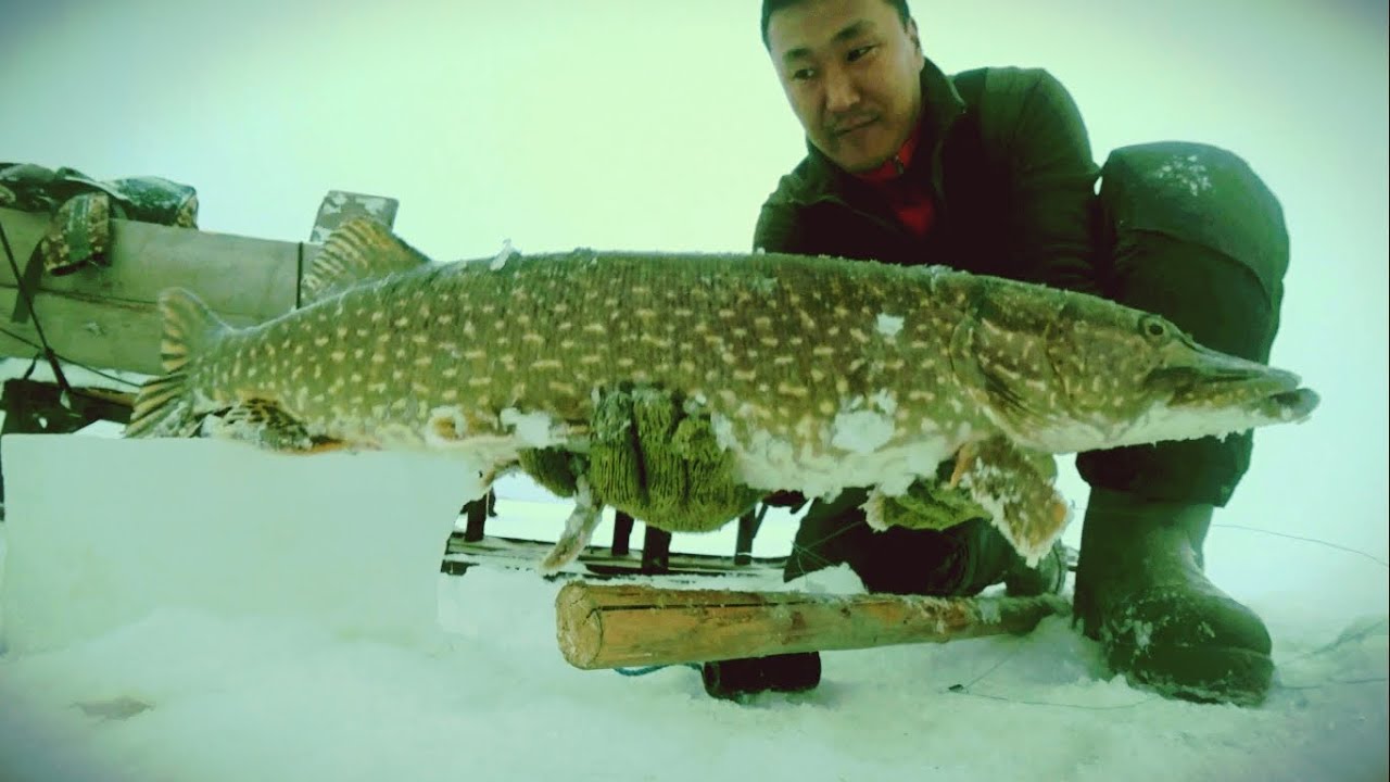 Рыбалка в якутии зимой 2020 новое. Клёвая рыбалка Якутия. Рыбалка Якутия клевая рыбалка 2019. Клевая рыбалка в Якутии зимой. Клёвая рыбалка Якутия последнее.