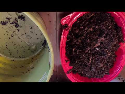 European Night Crawler Cocoons - update #3