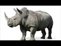 Rhinoceros Sounds Effects