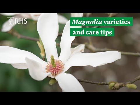 Magnolia varieties and care tips | The RHS