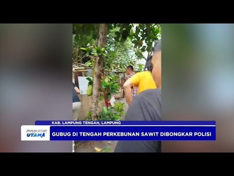 POLRES LAMPUNG TENGAH BONGKAR MARKAS NARKOBA DI TENGAH PERKEBUNAN SAWIT