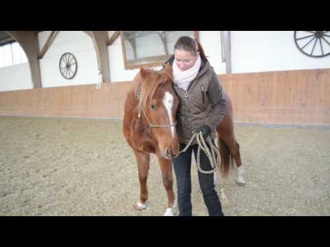 Junge Pferde anreiten: Vorbereitung auf das Satteln